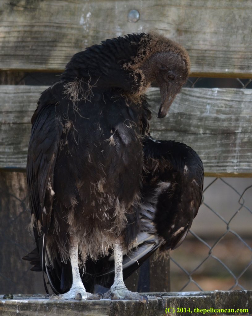 Juvenile black vulture (Coragyps atratus) standing on a bench at Rogers Wildlife Rehabilitation Center, south of Dallas