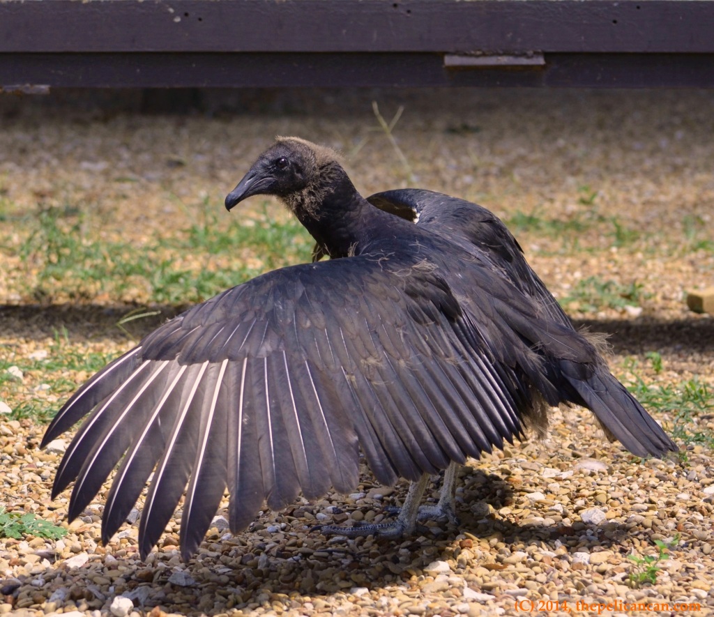 Juvenile black vulture (Coragyps atratus) holds wings out at Rogers Wildlife Rehabilitation Center, south of Dallas