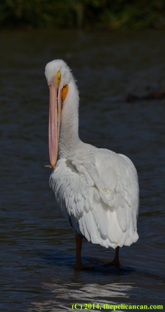 American white pelican ((Pelecanus erythrorhynchos) preens her feathers at White Rock Lake in Dallas, TX