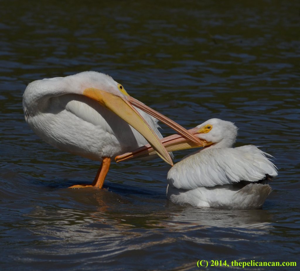 An American white pelican (Pelecanus erythrorhynchos) on a log jabs at another pelican who has come too close at White Rock lake in Dallas, TX
