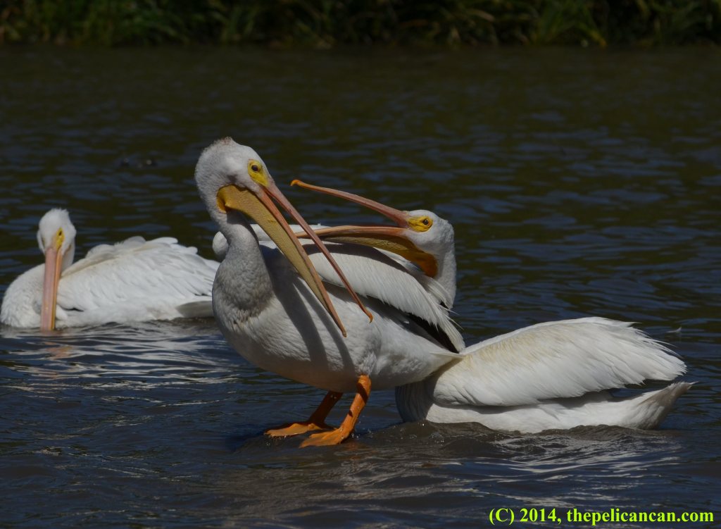 An intruding American white pelican (Pelecanus erythrorhynchos) jabs at another pelican standing on a log at White Rock Lake in Dallas, TX