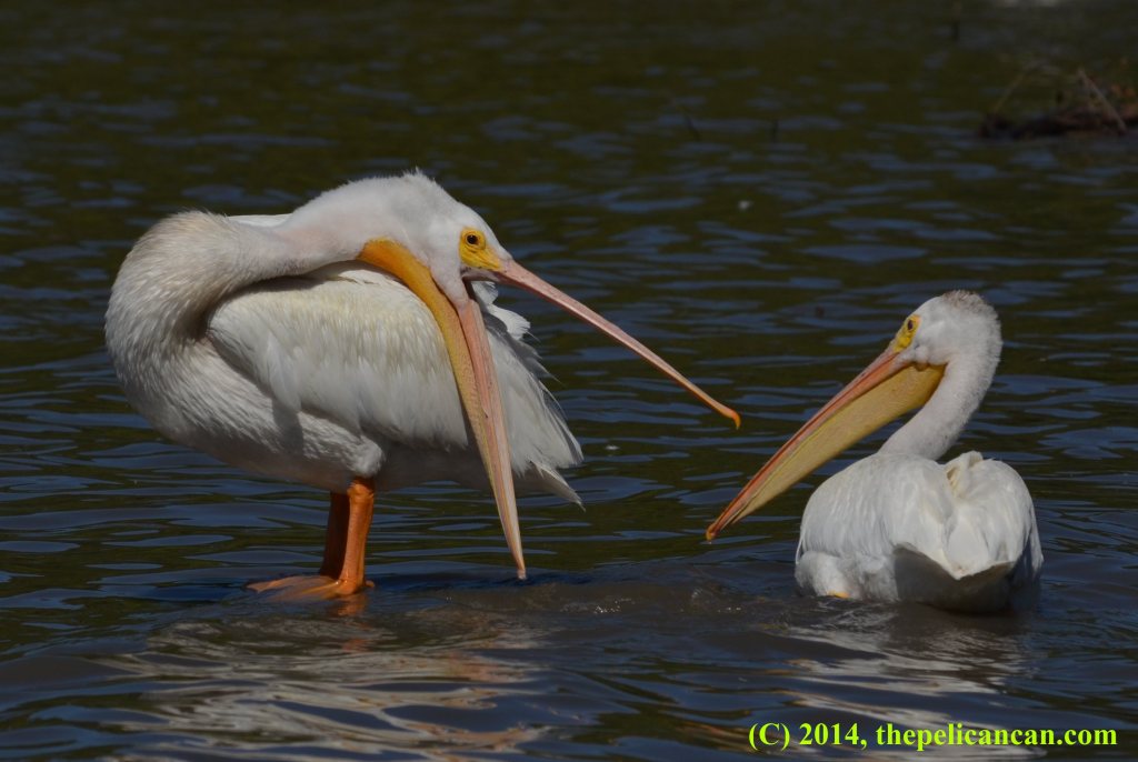 An American white pelican (Pelecanus erythrorhynchos) gapes at another pelican that has come too close at White Rock Lake in Dallas, TX