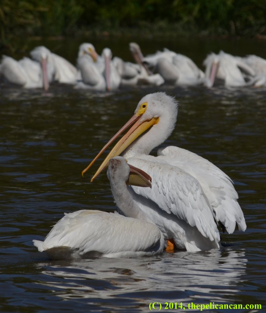 American white pelican (Pelecanus erythrorhynchos) gapes at a pelican who has swam up to it at White Rock Lake in Dallas, TX