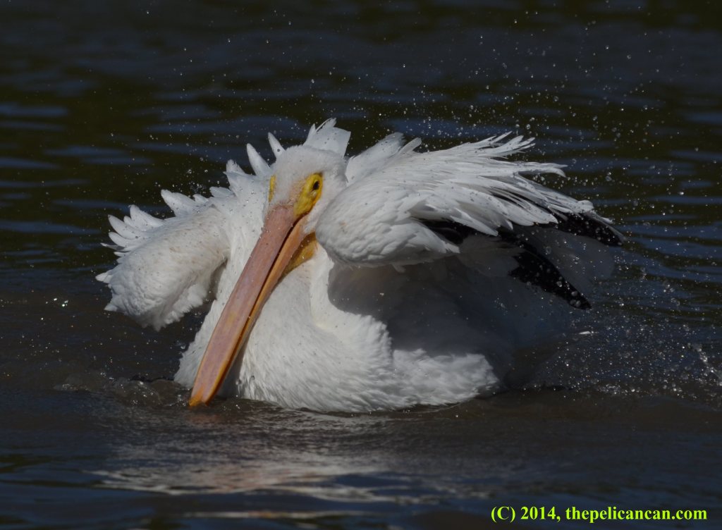 American white pelican (Pelecanus erythrorhynchos) bathing at White Rock Lake in Dallas, TX