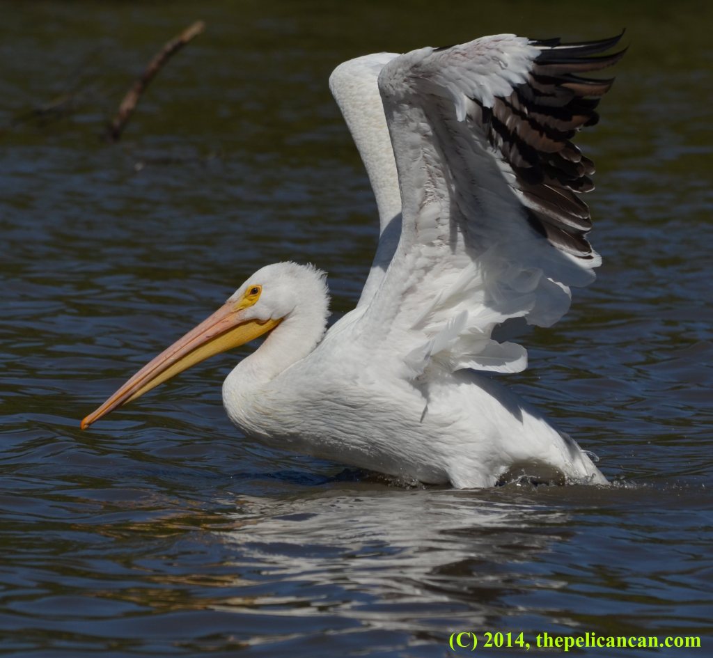 American white pelican (Pelecanus erythrorhynchos) flapping her wings at White Rock Lake in Dallas, TX