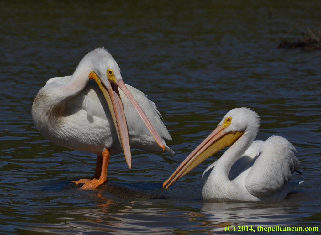 American white pelican (Pelecanus erythrorhynchos) gaping at another pelican who is too close at White Rock Lake in Dallas, TX