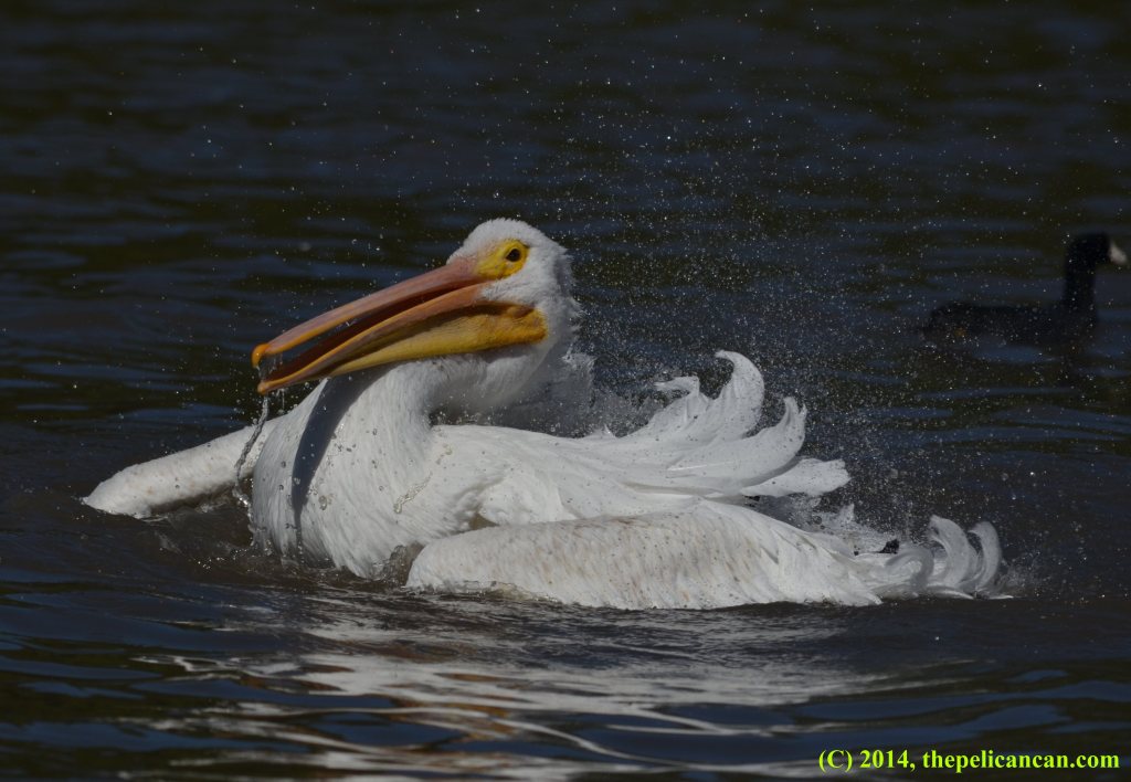 American white pelican (Pelecanus erythrorhynchos) splashing and bathing at White Rock Lake in Dallas, TX