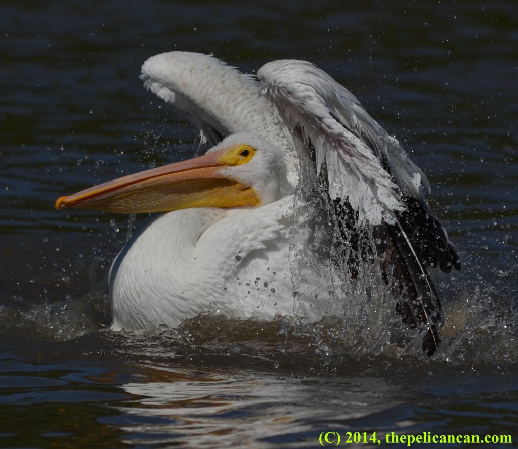 American white pelican (Pelecanus erythrorhynchos) splashing and bathing at White Rock Lake in Dallas, TX