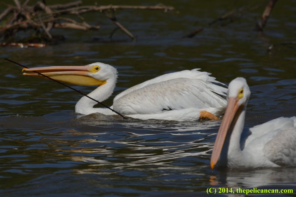 American white pelican (Pelecanus erythrorhynchos) swimming while holding a long, thin stick in her beak at White Rock Lake in Dallas, TX