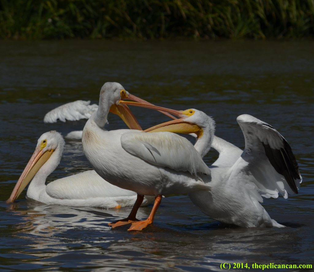 Two American white pelicans (Pelecanus erythrorhynchos) fighting over a log at White Rock Lake in Dallas, TX