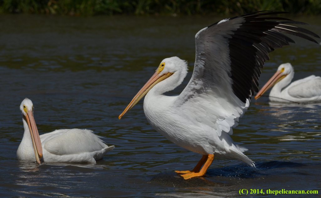 An American white pelican (Pelecanus erythrorhynchos) beats her wings after jumping up onto a log at White Rock Lake in Dallas, TX