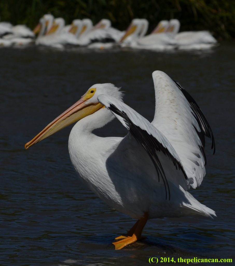 American white pelican (Pelecanus erythrorhynchos) holding her wings up while standing on a log at White Rock Lake in Dallas, TX