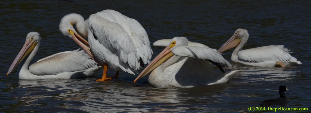 An American white pelican (Pelecanus erythrorhynchos) prepares to jump up onto a log at White Rock Lake in Dallas, TX