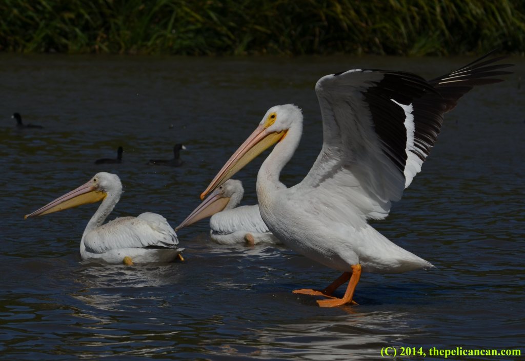 An American white pelican (Pelecanus erythrorhynchos) holds her wings up after jumping onto a log at White Rock Lake in Dallas, TX