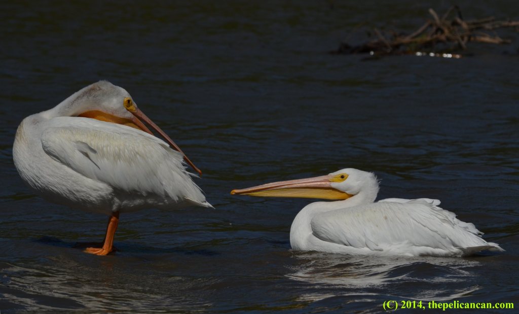 An American white pelican (Pelecanus erythrorhynchos) tries to frighten away another pelican at White Rock Lake in Dallas, TX