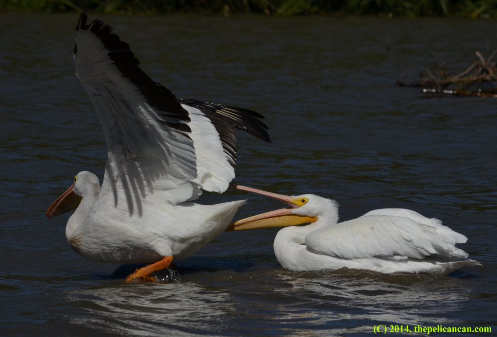 An American white pelican (Pelecanus erythrorhynchos) snaps at a conspecific at White Rock Lake in Dallas, TX