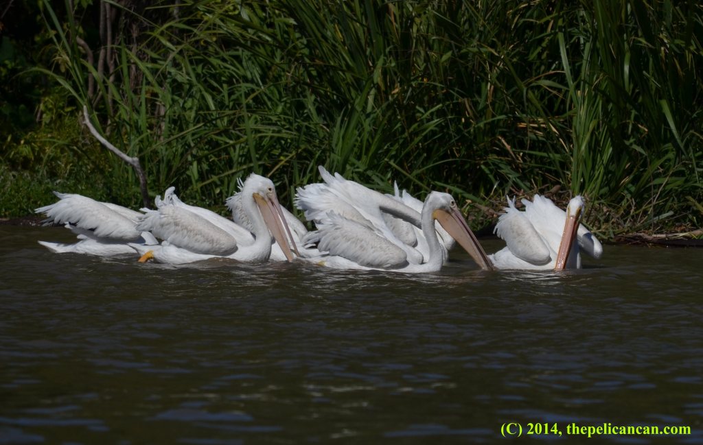 A group of American white pelicans (Pelecanus erythrorhynchos) hunting for fish at White Rock Lake in Dallas, TX