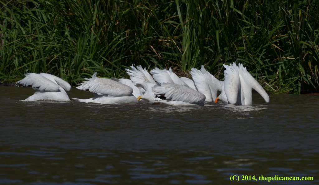 A group of American white pelicans (Pelecanus erythrorhynchos) hunting for fish at White Rock Lake in Dallas, TX
