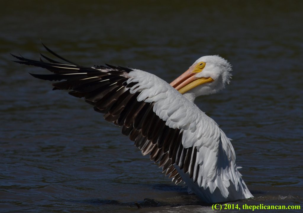 American white pelican (Pelecanus erythrorhynchos) beating her wings at White Rock Lake in Dallas, TX