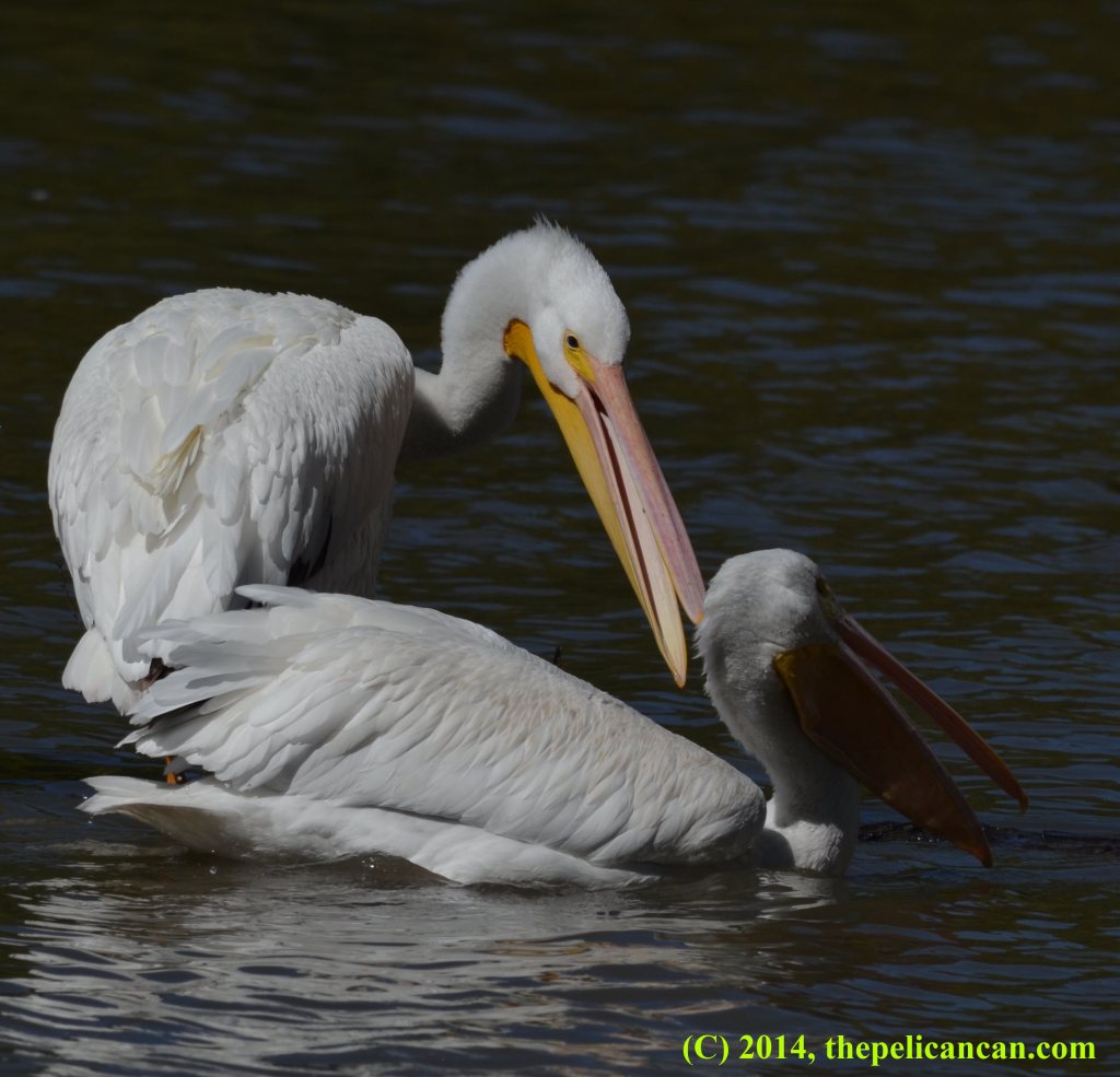 An American white pelican (Pelecanus erythrorhynchos) snaps at another pelican at White Rock Lake in Dallas, TX
