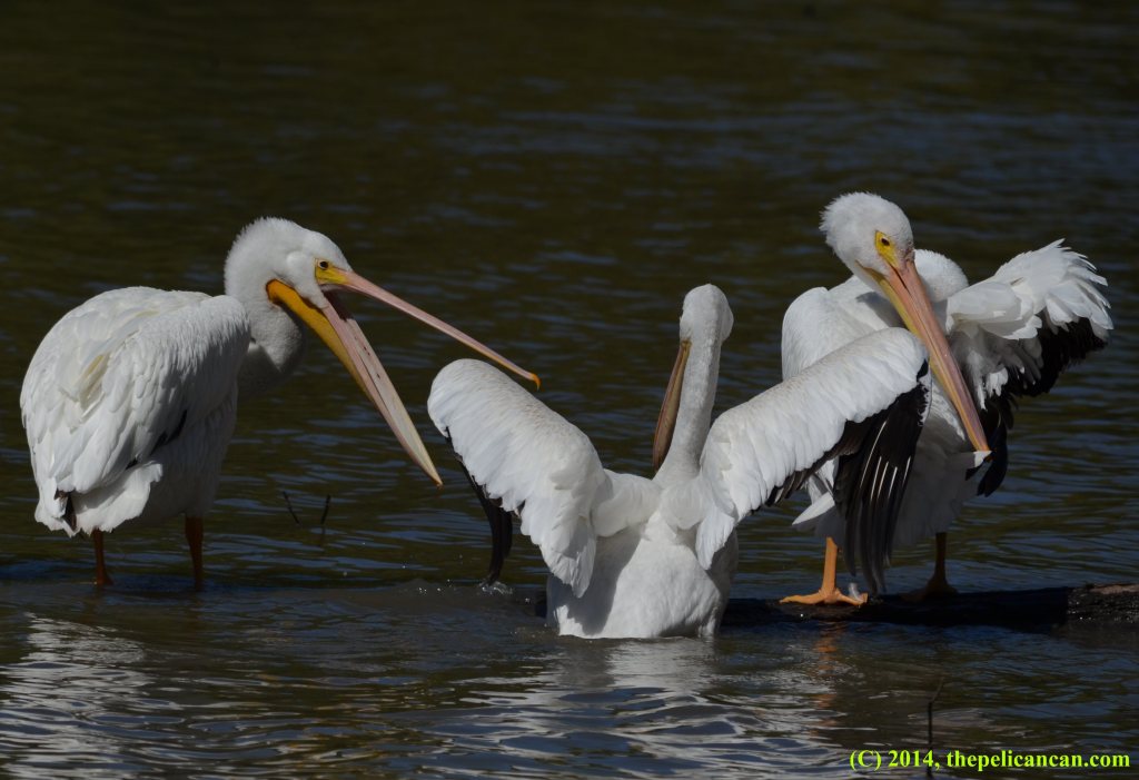 An American white pelican (Pelecanus erythrorhynchos) is snapped at by another pelican when she tries to jump onto a log at White Rock Lake in Dallas, TX