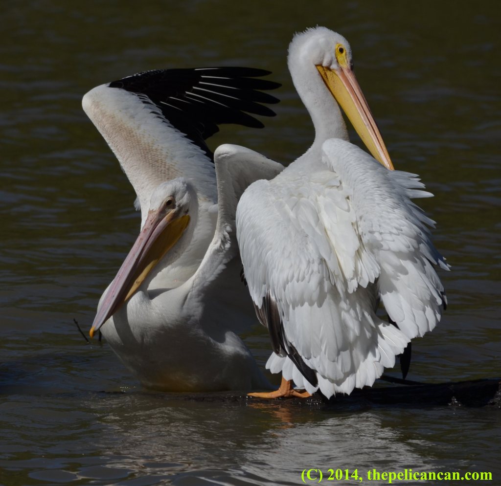 An American white pelican (Pelecanus erythrorhynchos) tries to jump onto a log next to another pelican at White Rock Lake in Dallas, TX