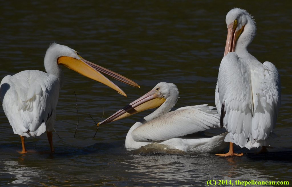 An American white pelican (Pelecanus erythrorhynchos) jabs at another pelican at White Rock Lake in Dallas, TX