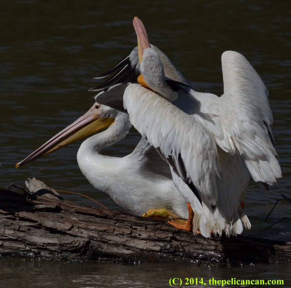 A juvenile American white pelican (Pelecanus erythrorhynchos) struggles with another pelican who bit her at White Rock Lake in Dallas, TX