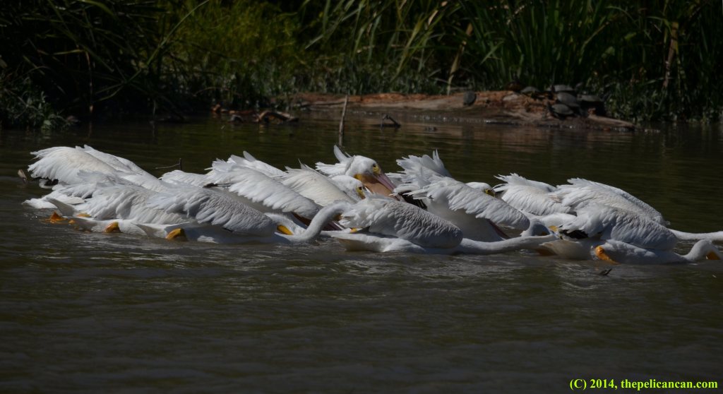 A group of American white pelicans (Pelecanus erythrorhynchos) hunt in the waters of White Rock Lake in Dallas, TX