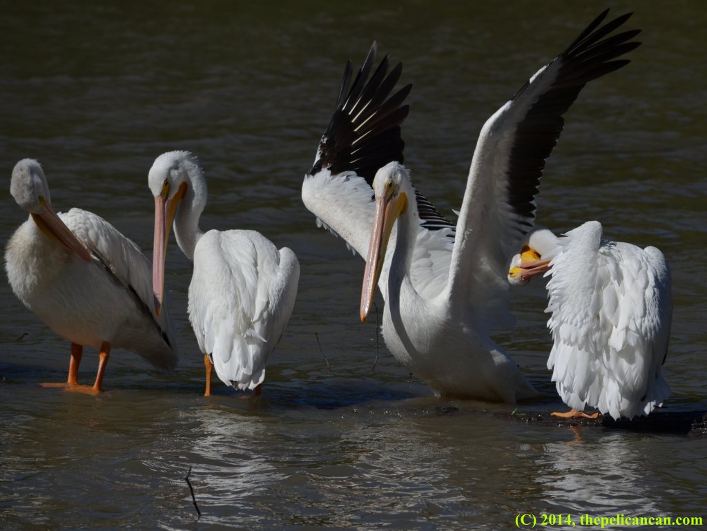 An American white pelican (Pelecanus erythrorhynchos) jumps up onto a log where other pelicans are loafing at White Rock Lake in Dallas, TX