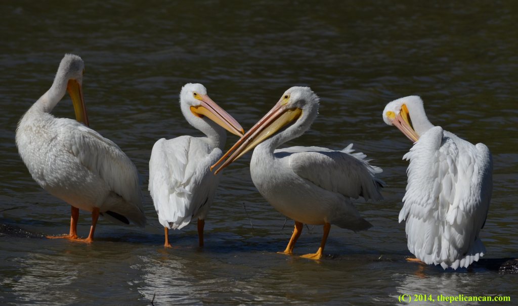An American white pelican (Pelecanus erythrorhynchos) balances on a log next to other pelicans at White Rock Lake in Dallas, TX