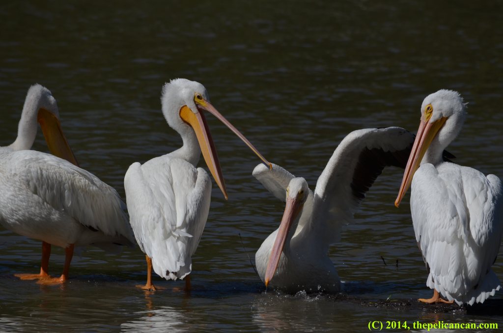 An American white pelican gapes at another pelican who is trying to maintain a position on the log at White Rock Lake in Dallas, TX
