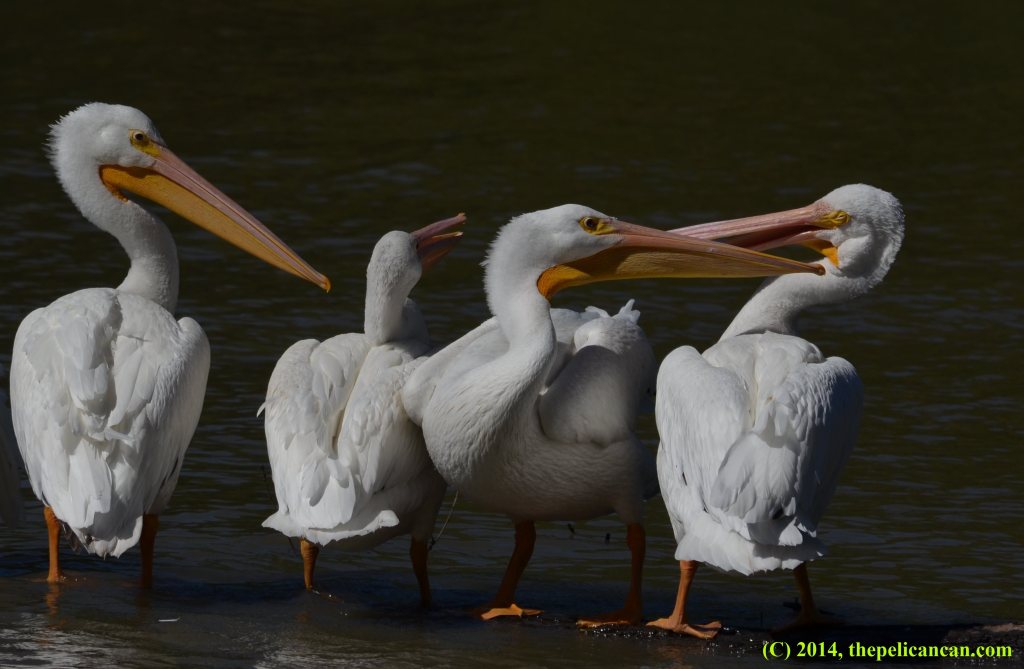 An American white pelican (Pelecanus erythrorhynchos) attacks another pelican after jumping on a log at White Rock Lake in Dallas, TX