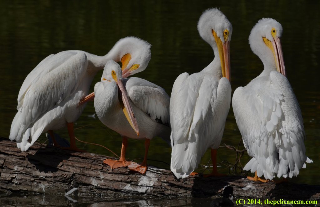 Four American white pelicans (Pelecanus erythrorhynchos) loaf on a log at White Rock Lake in Dallas, TX