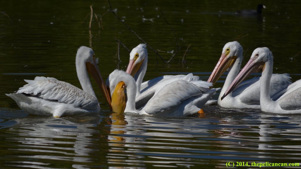 Four American while pelicans (Pelecanus erythrorhynchos) hunt for fish at White Rock Lake in Dallas, TX