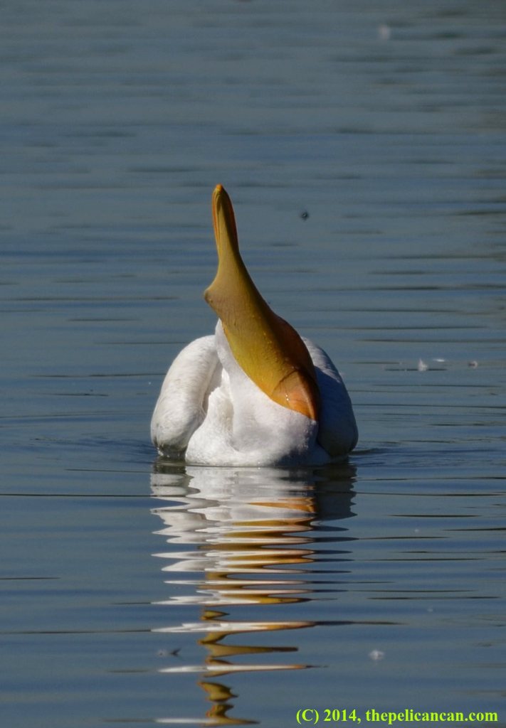 American white pelican swims with a fish in its pouch at White Rock Lake in Dallas, TX