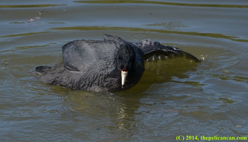 American coot (Fulica americana) holding another coot underwater at White Rock Lake in Dallas, TX