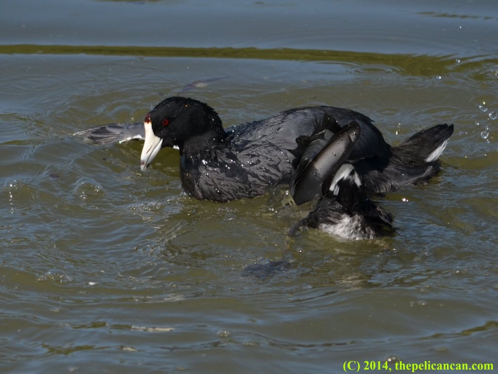 American coot (Fulica americana) tries to drown another coot at White Rock Lake in Dallas, TX