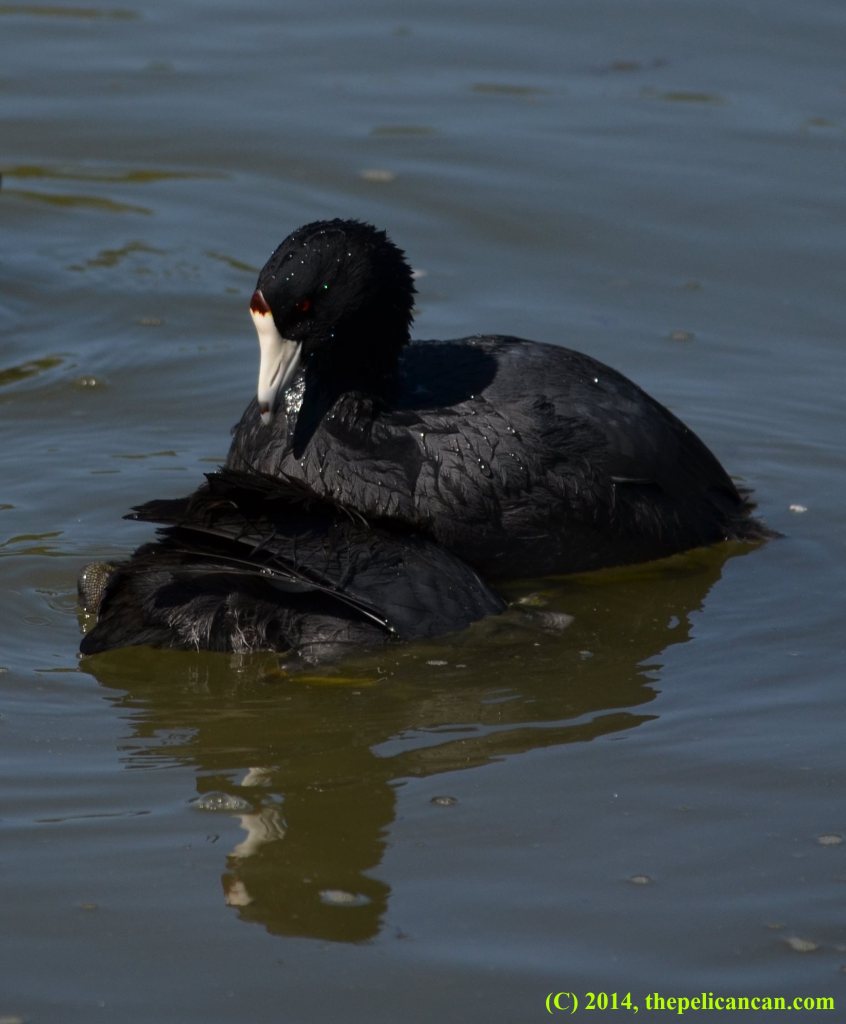 An American coot (Fulica americana) tries to drown another coot at White Rock Lake in Dallas, TX