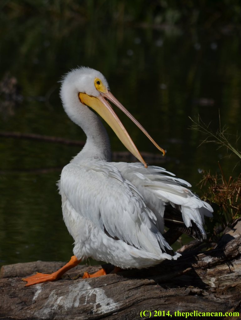 American white pelican grooming on a log at White Rock Lake in Dallas, TX