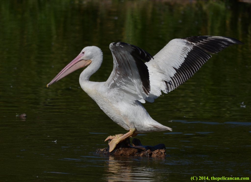 American white pelican (Pelecanus erythrorhynchos) flaps her wings as she tries to keep her balance at White Rock Lake in Dallas, TX