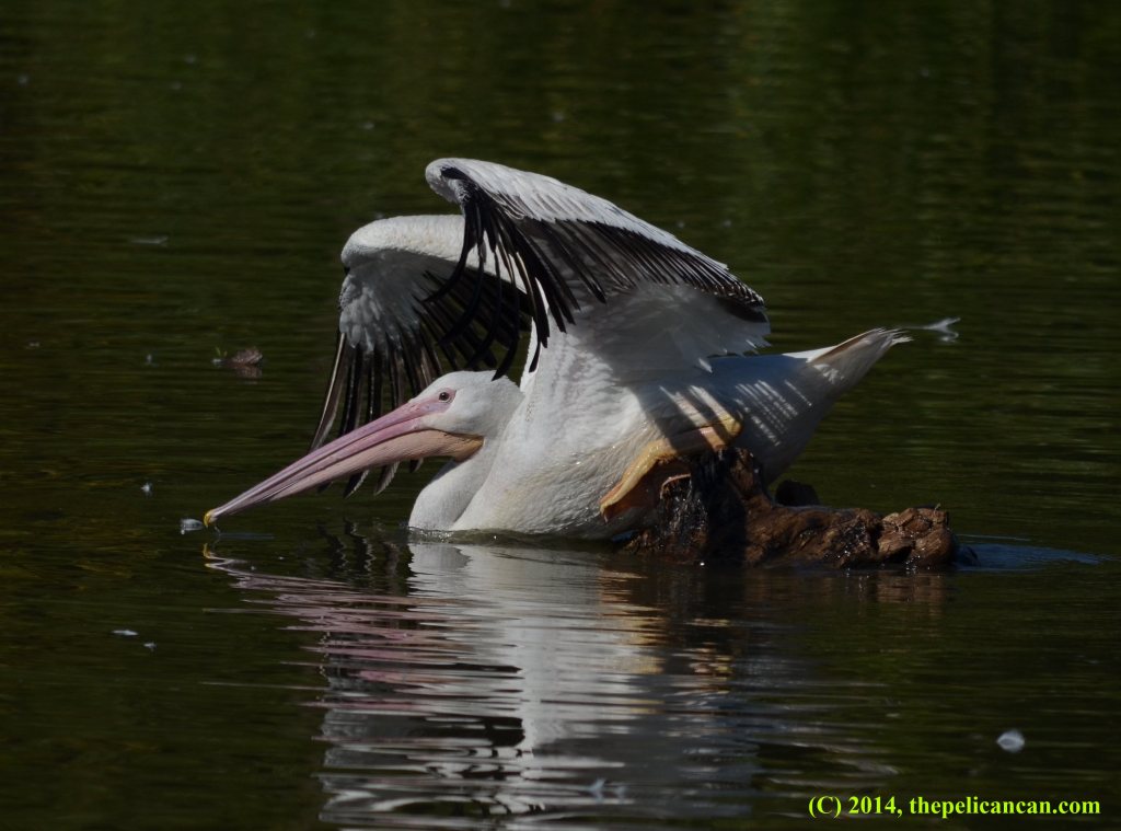 American white pelican (Pelecanus erythrorhynchos) sinks into water after losing her balance at White Rock Lake in Dallas, TX