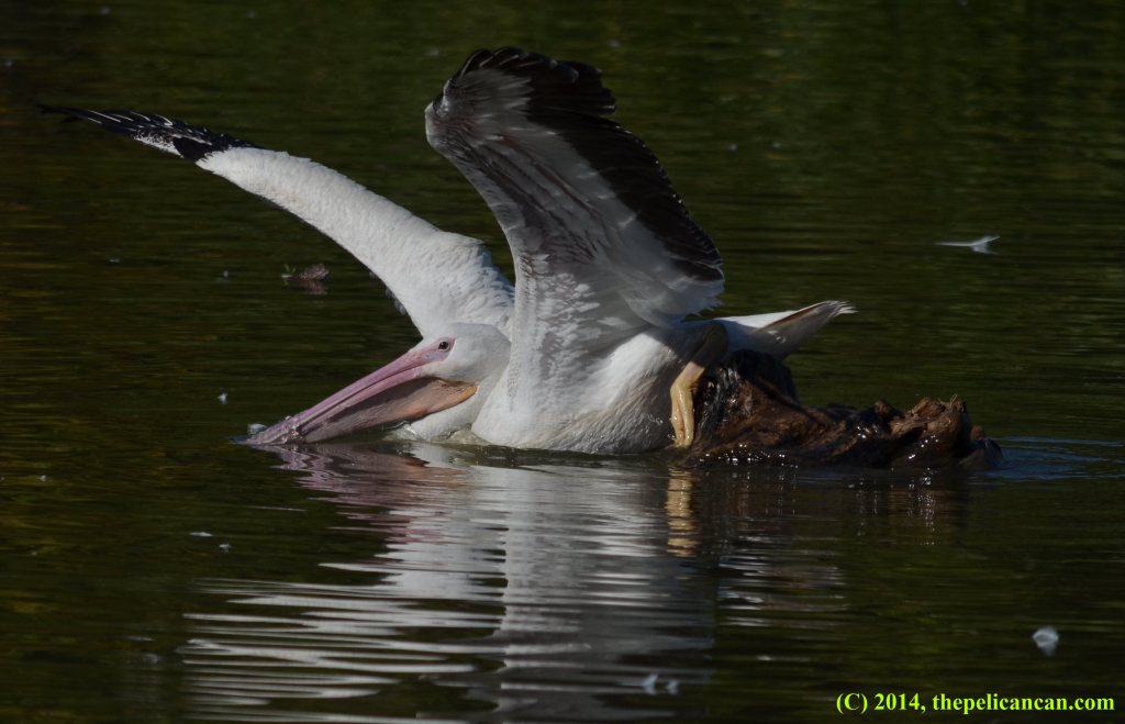 American white pelican (Pelecanus erythrorhynchos) sinks into water after losing her balance at White Rock Lake in Dallas, TX