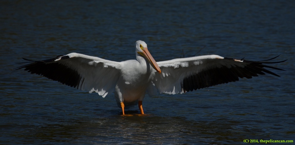 American white pelican (Pelecanus erythrorhynchos) beats her wings after jumping on a log at White Rock Lake in Dallas, TX