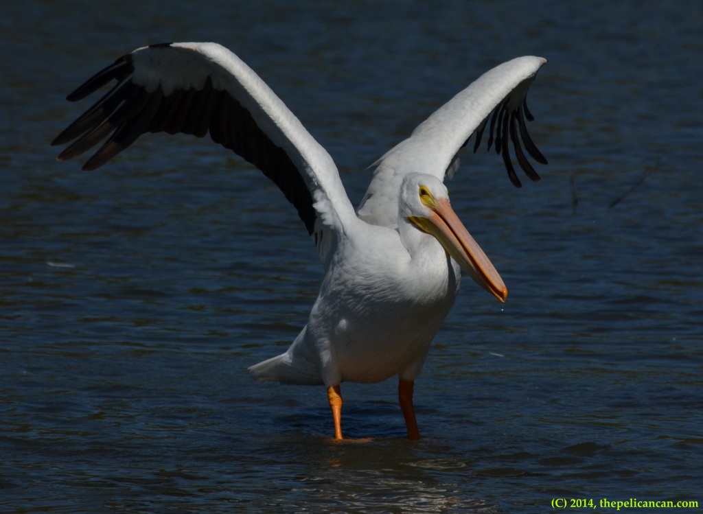 American white pelican (Pelecanus erythrorhynchos) beats her wings after jumping on a log at White Rock Lake in Dallas, TX