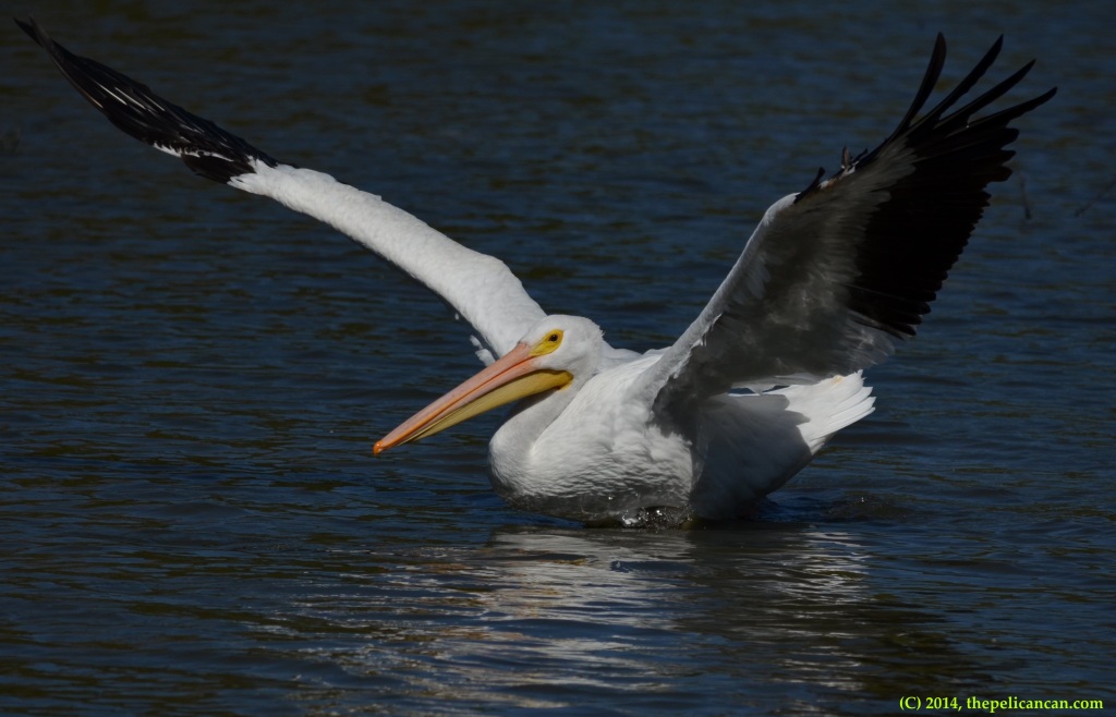 American white pelican (Pelecanus erythrorhynchos) slides into the water at White Rock Lake in Dallas, TX