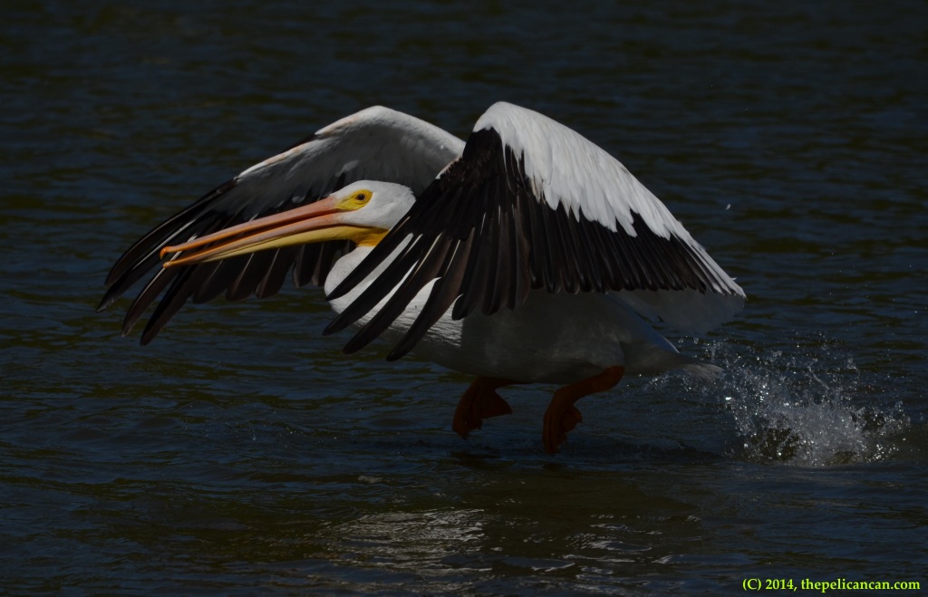American white pelican (Pelecanus erythrorhynchos) takes flight from Sunset Bay in Dallas, TX