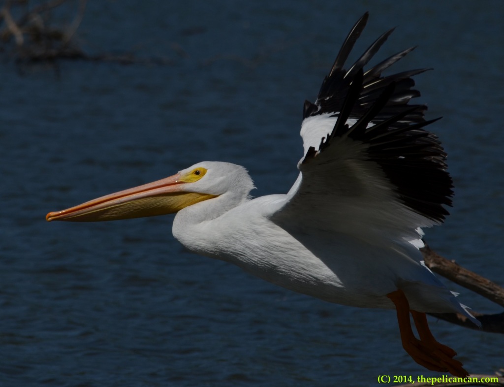 American white pelican (Pelecanus erythrorhynchos) takes flight from Sunset Bay in Dallas, TX