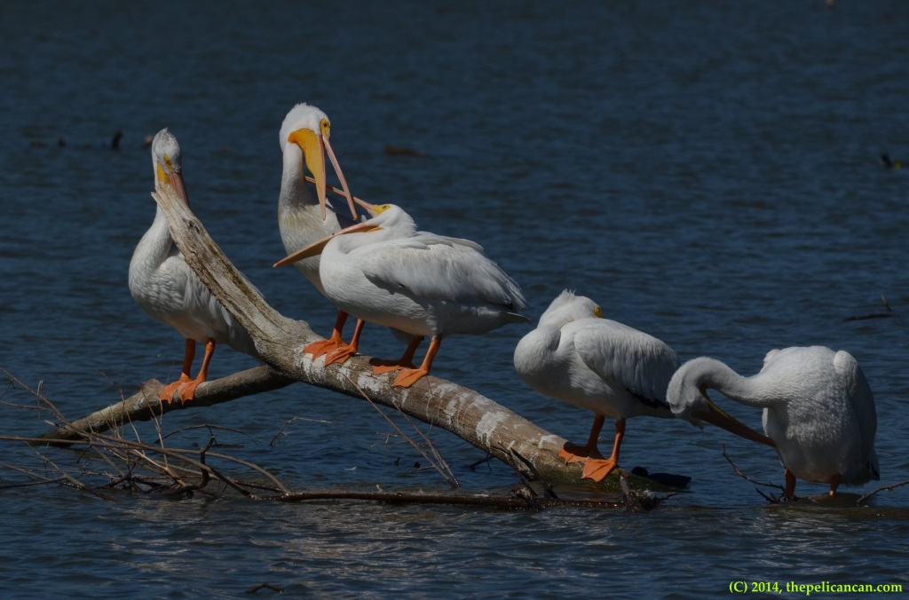 American white pelicans (Pelecanus erythrorhynchos) fight while standing on a log at White Rock Lake in Dallas, TX