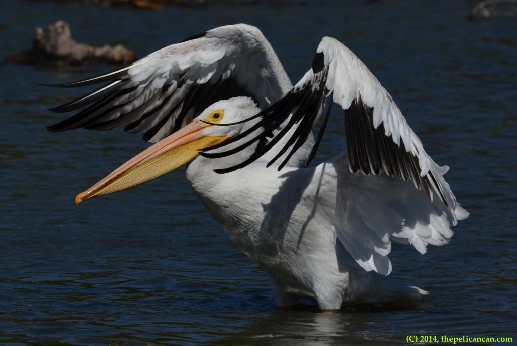 American white pelican (Pelecanus erythrorhynchos) flaps her wings at White Rock Lake in Dallas, TX